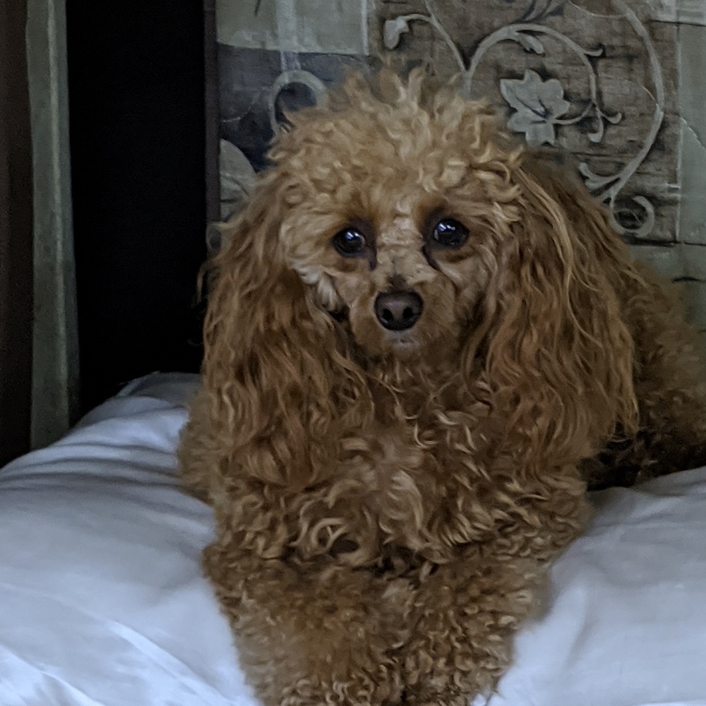 Meet your Posher, Maria